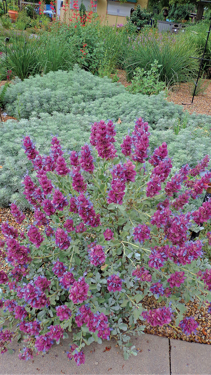 Mojave sage • Salvia pachyphylla and cvs.