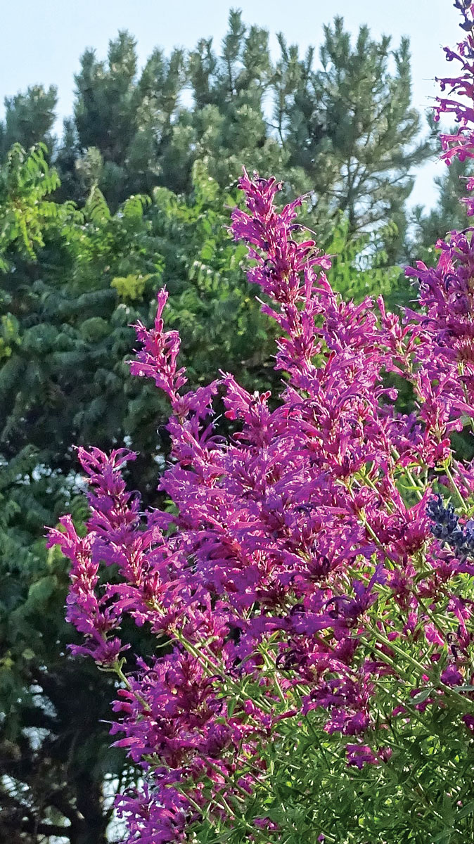 Pink butterfly mint • Agastache cana