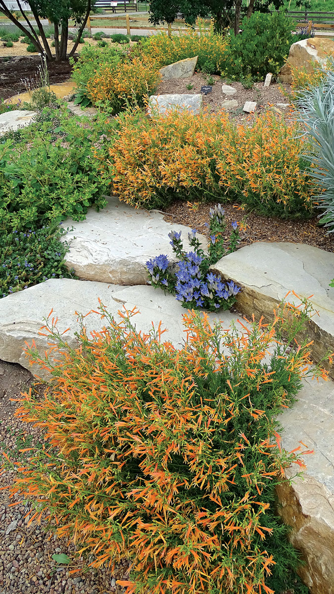 Pineleaf penstemon • Penstemon pinifolius and cvs.