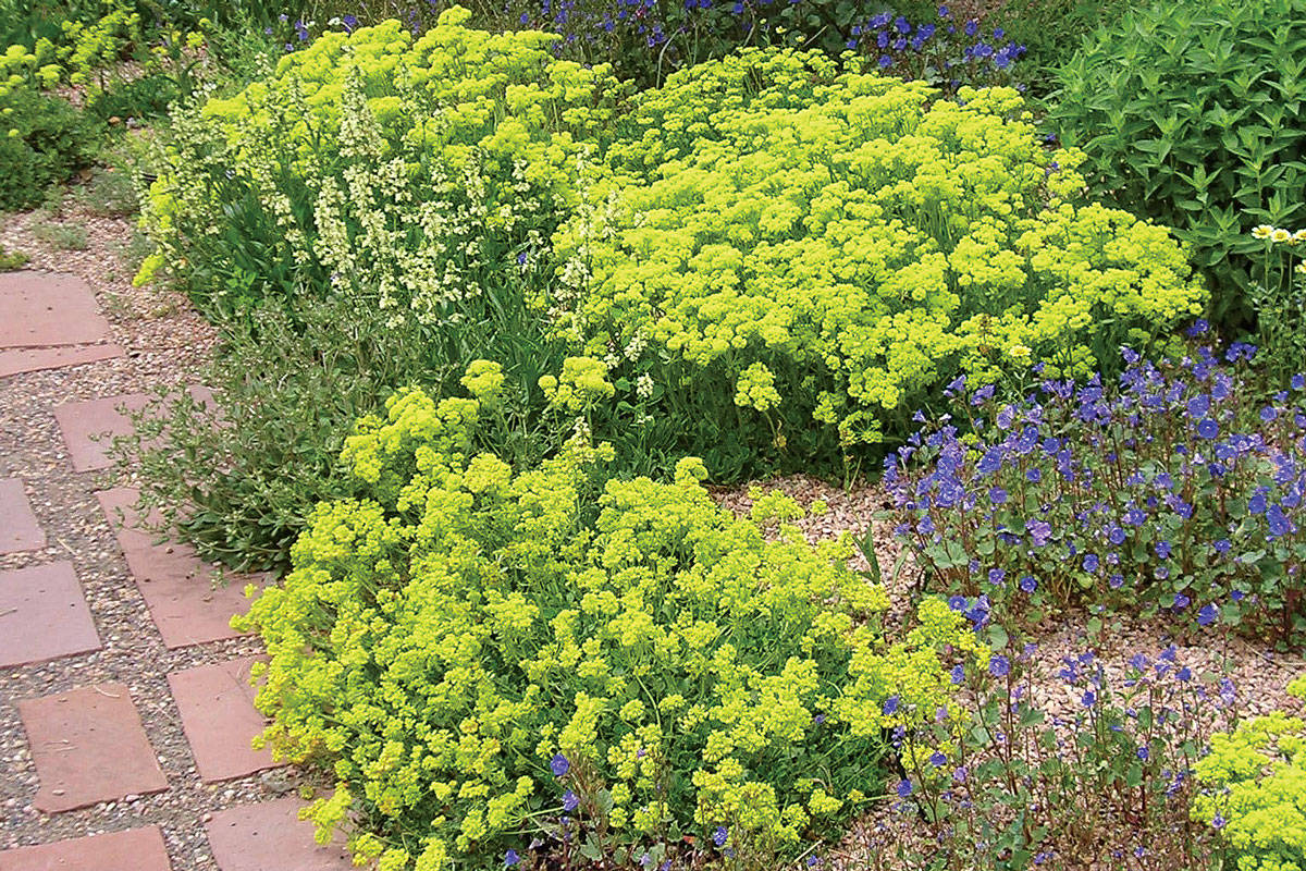 Kannah Creek® buckwheat • Eriogonum umbellatum var. aureum ‘Psdowns’