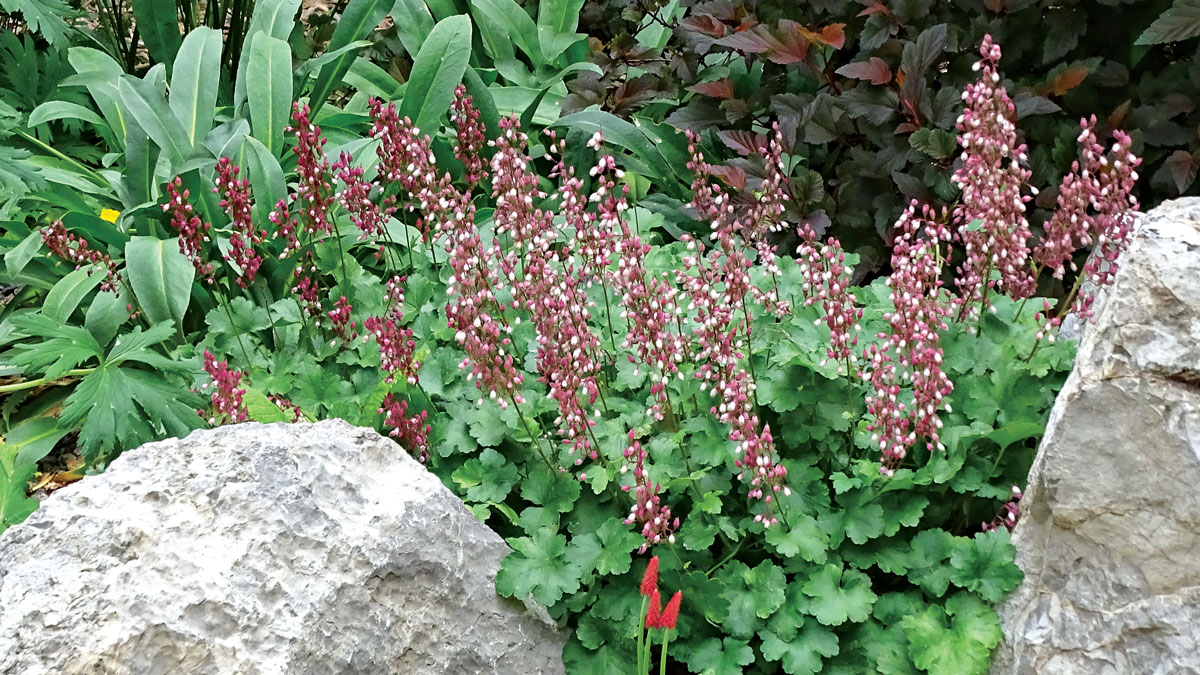 Sandia alumroot • Heuchera pulchella