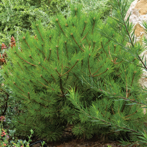 Dwarf pinyon pine • Pinus edulis (dwarf cvs.)