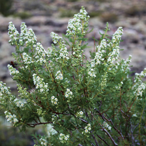 Fernbush • Chamaebatiaria millefolium