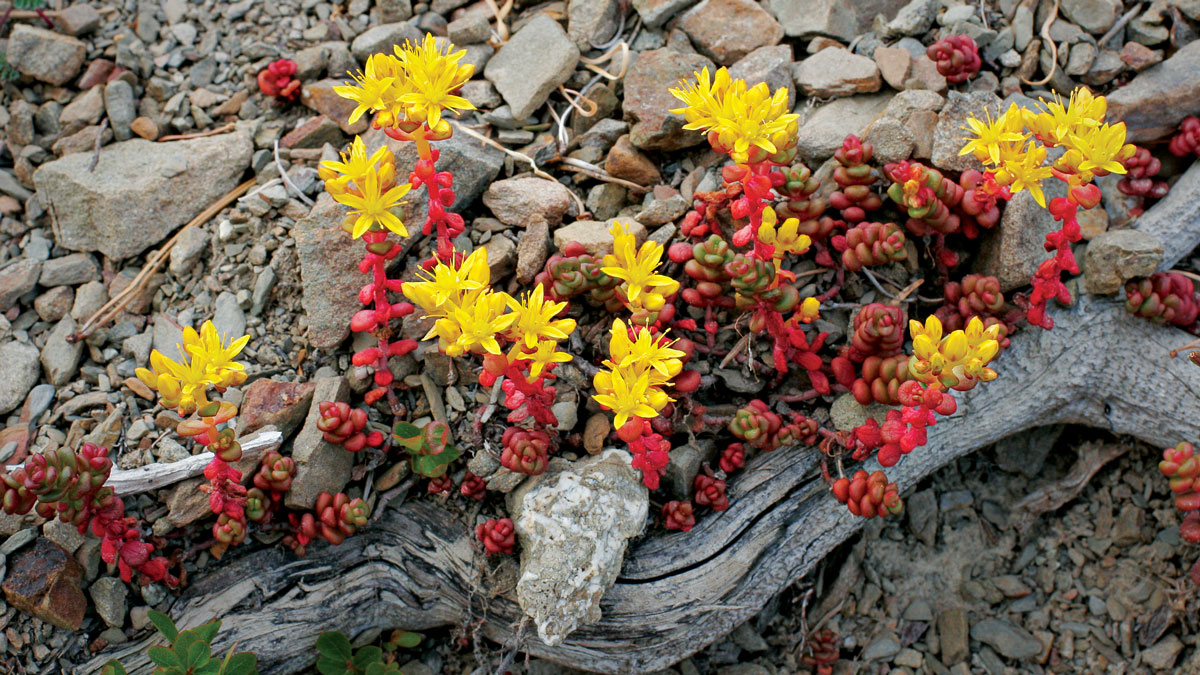 Old man’s bones • Sedum divergens