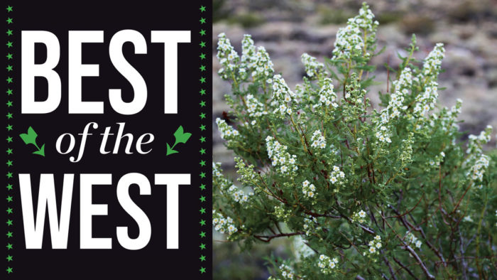 Great Native Plants from the Western US