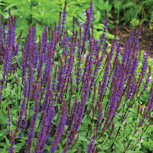 Native Alternatives to Common Garden Plants - Fine Gardening