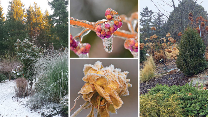 garden winter interest