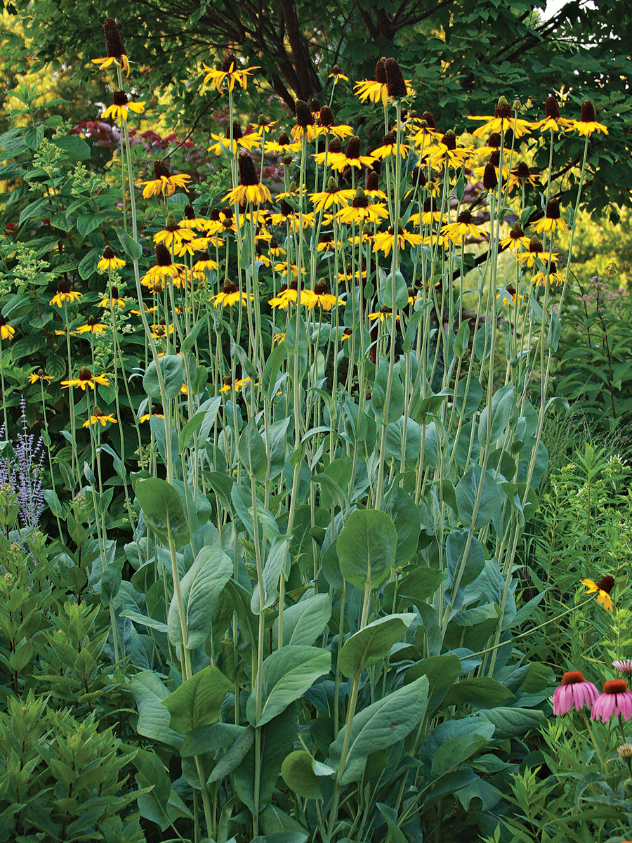 Giant Coneflower