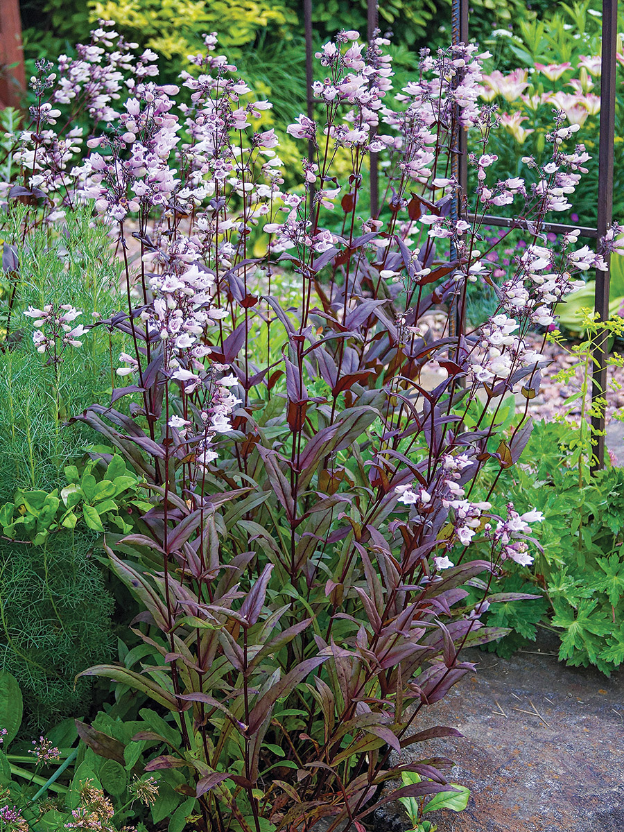 Dark Towers Penstemon