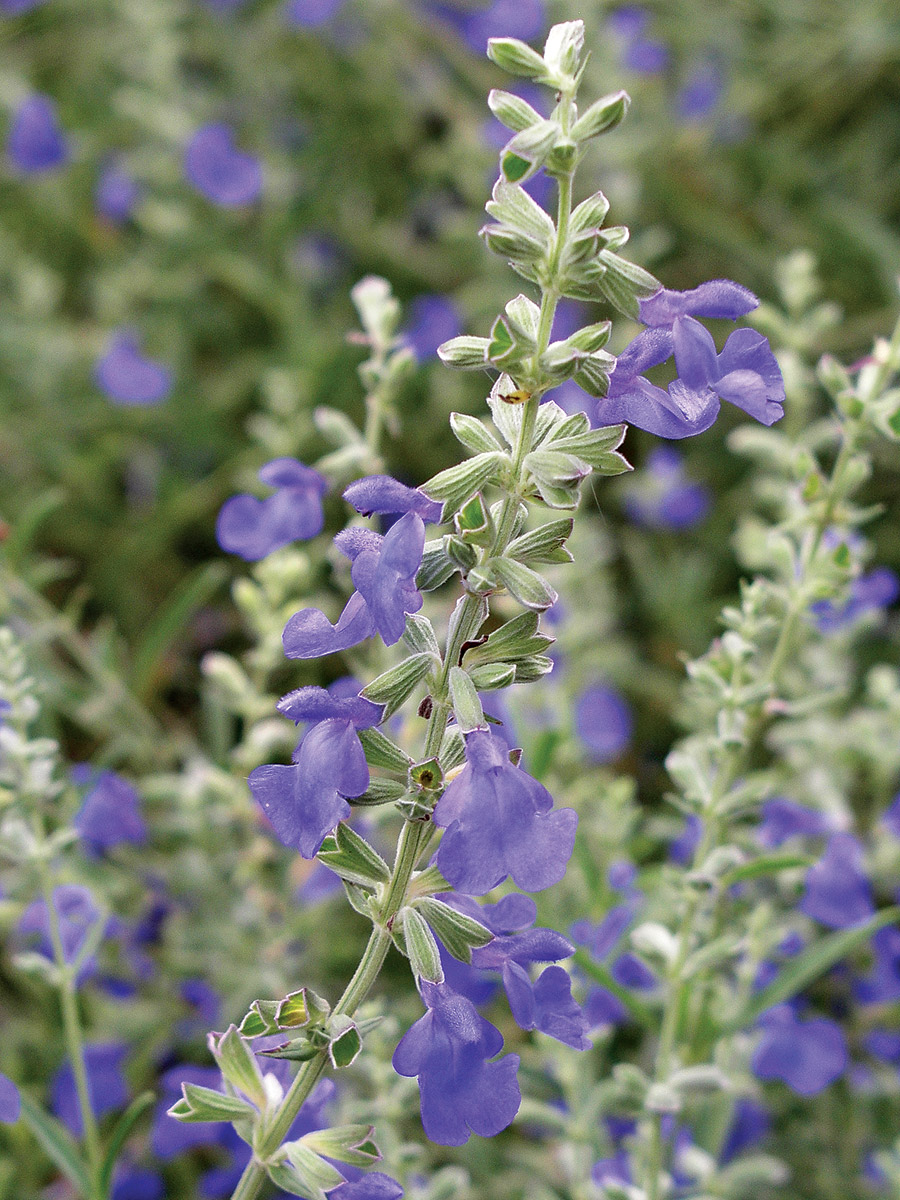 Blue Sage