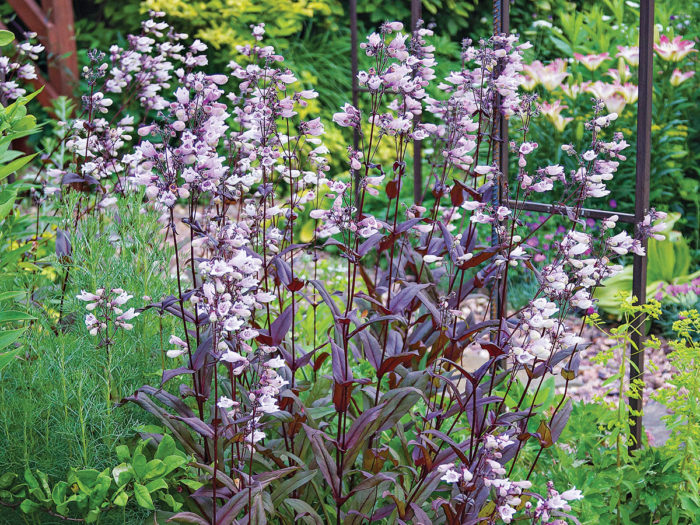 Dark Towers Penstemon