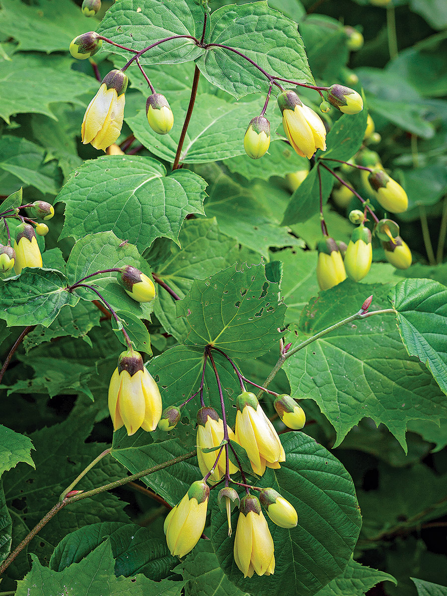 Yellow Wax Bells