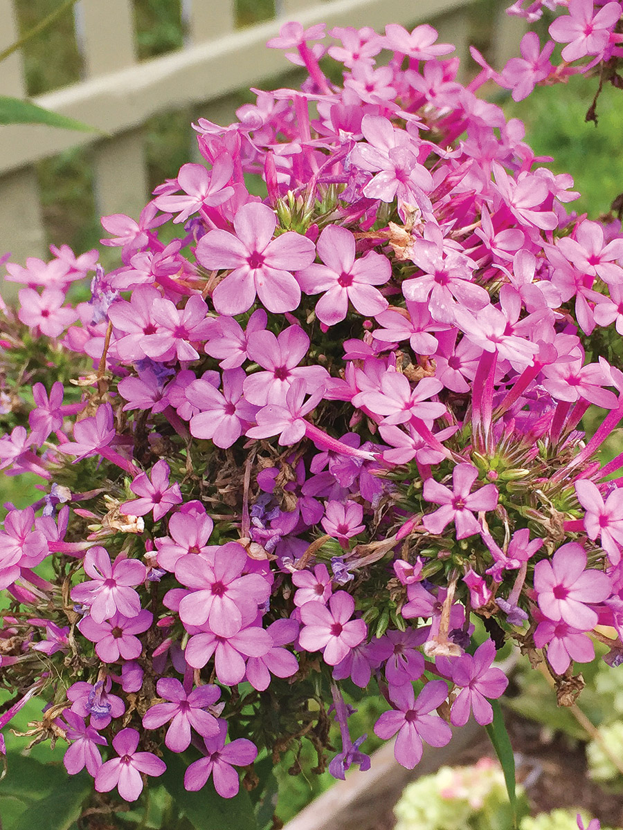 Jeana Garden Phlox