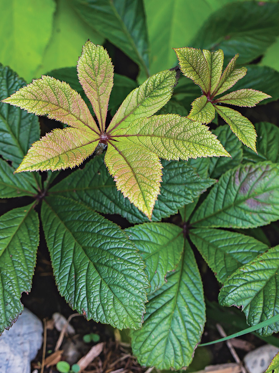 Bloody Mary Rodgersia