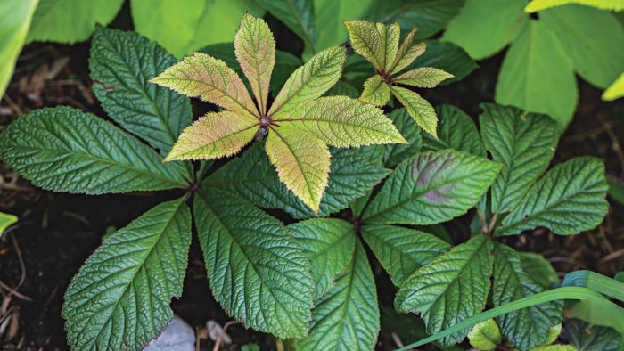 Bloody Mary Rodgersia