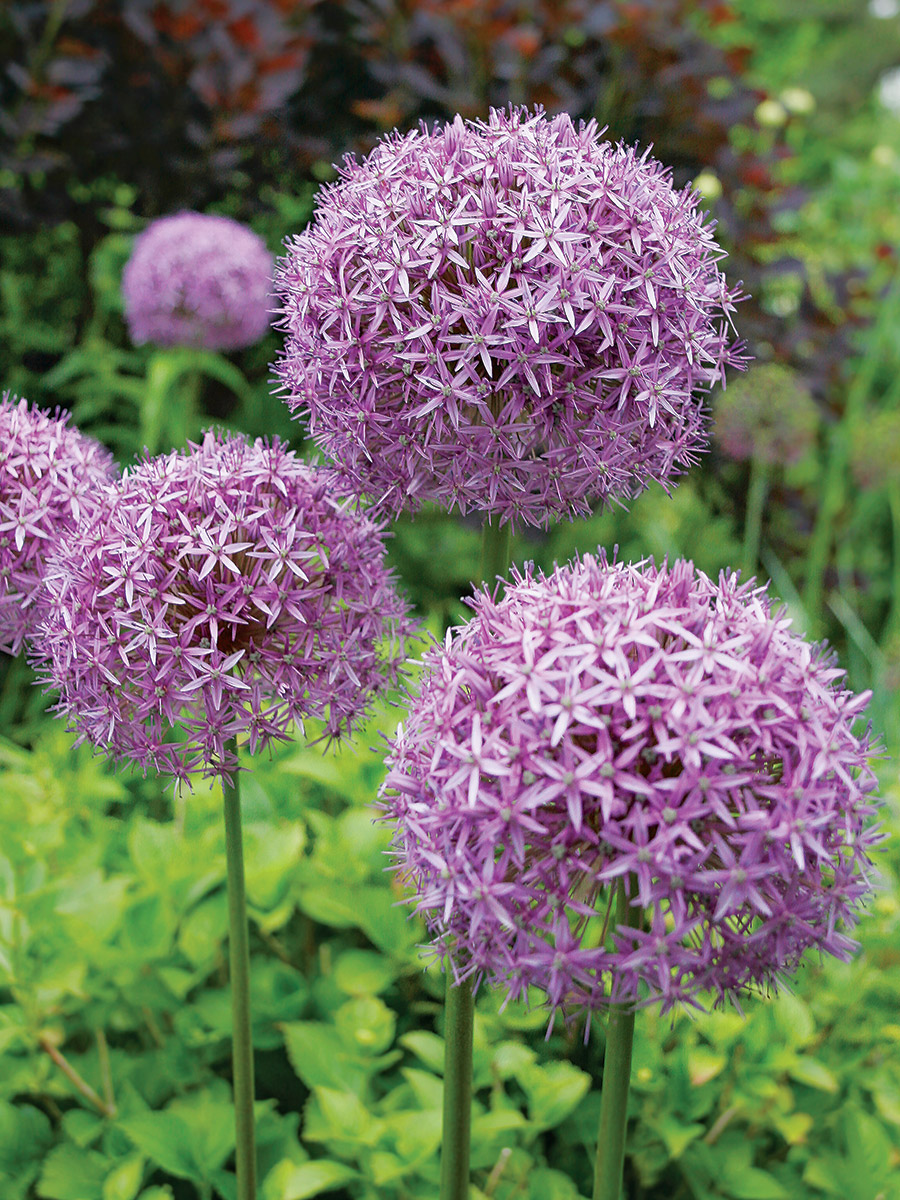 Globemaster Allium