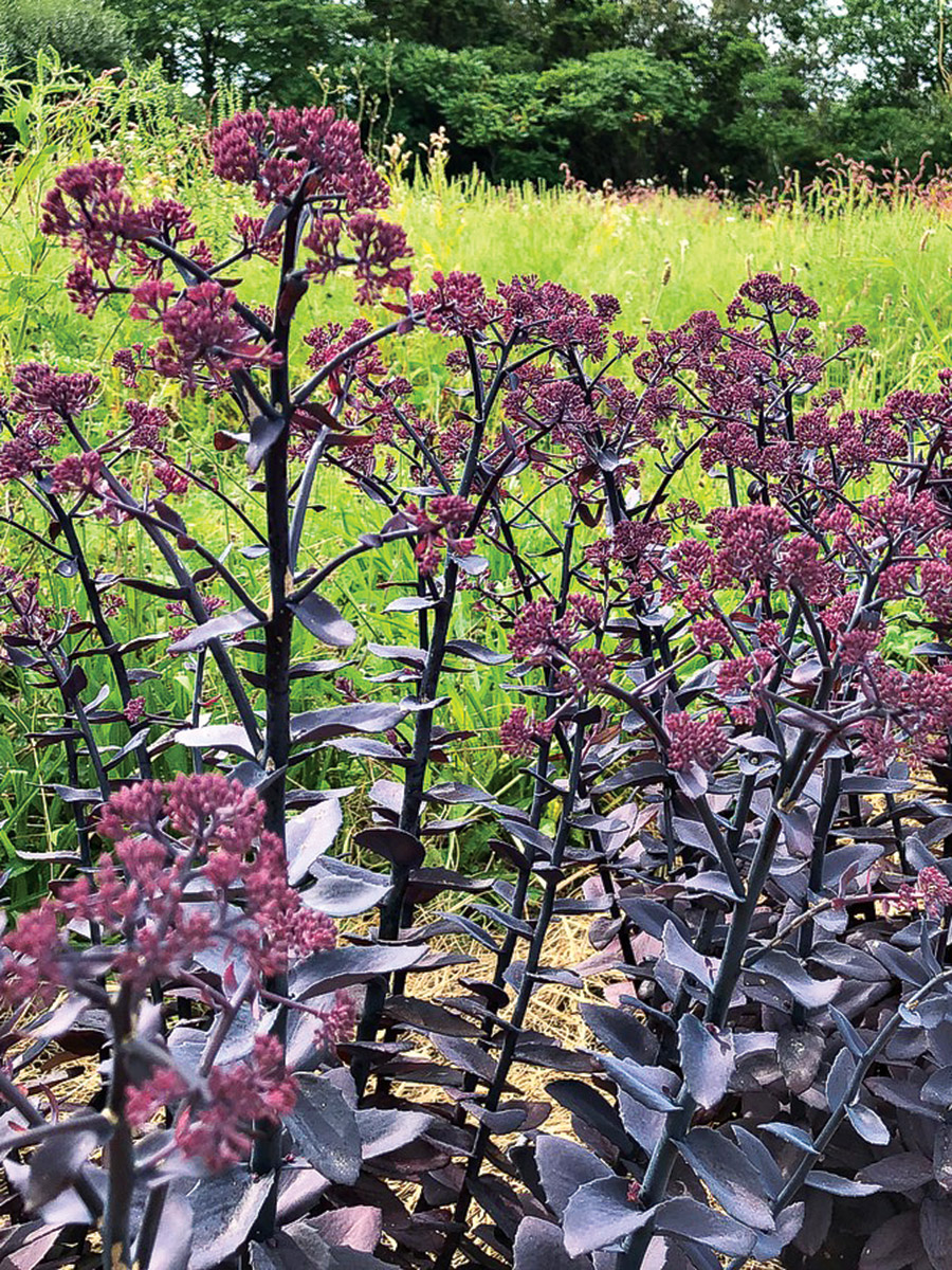 Ruby Sedum