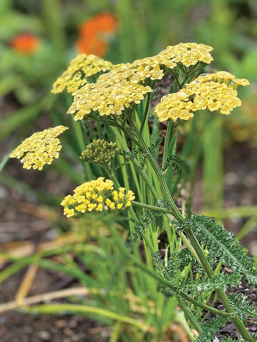 Hella Glashoff Yarrow