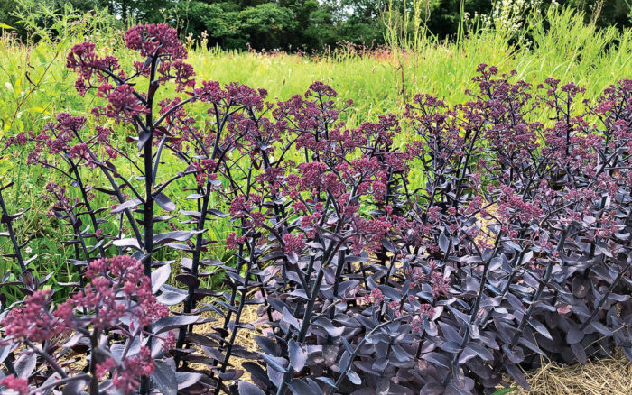 Ruby Sedum