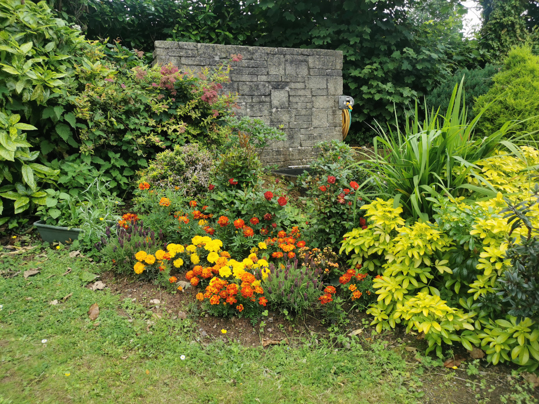 yellow and orange marigolds