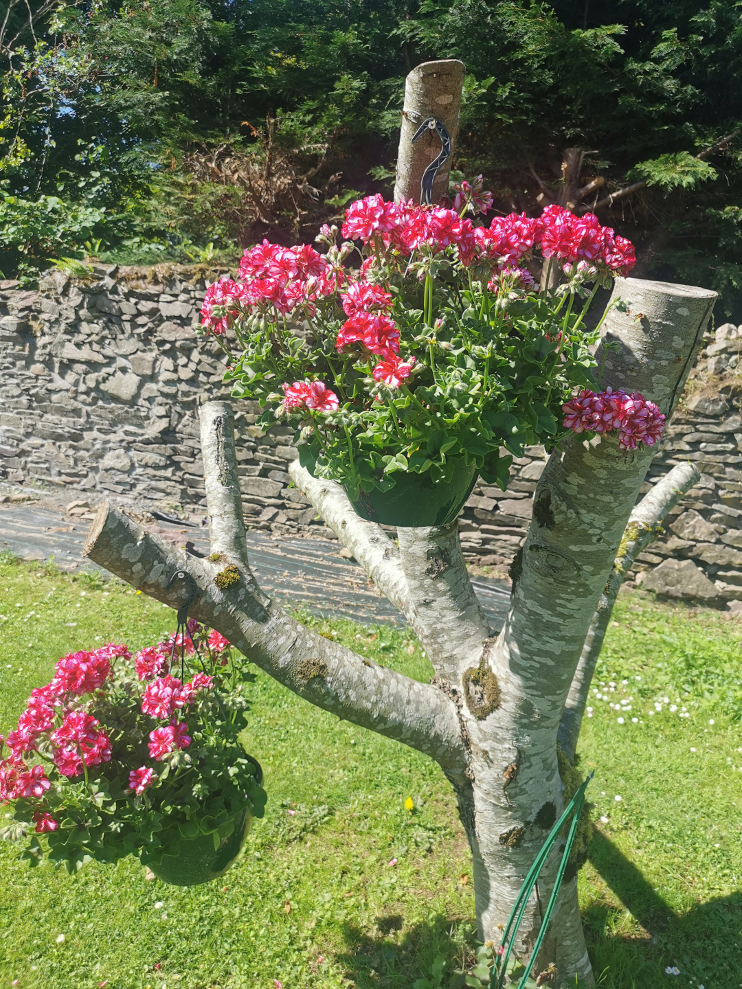 geraniums in hanging baskets