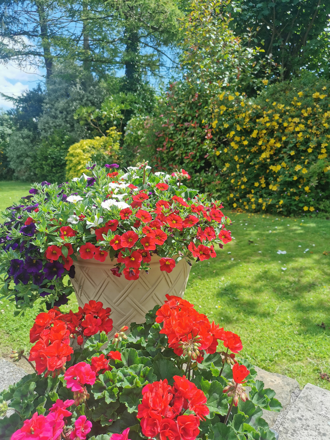 pots of annuals