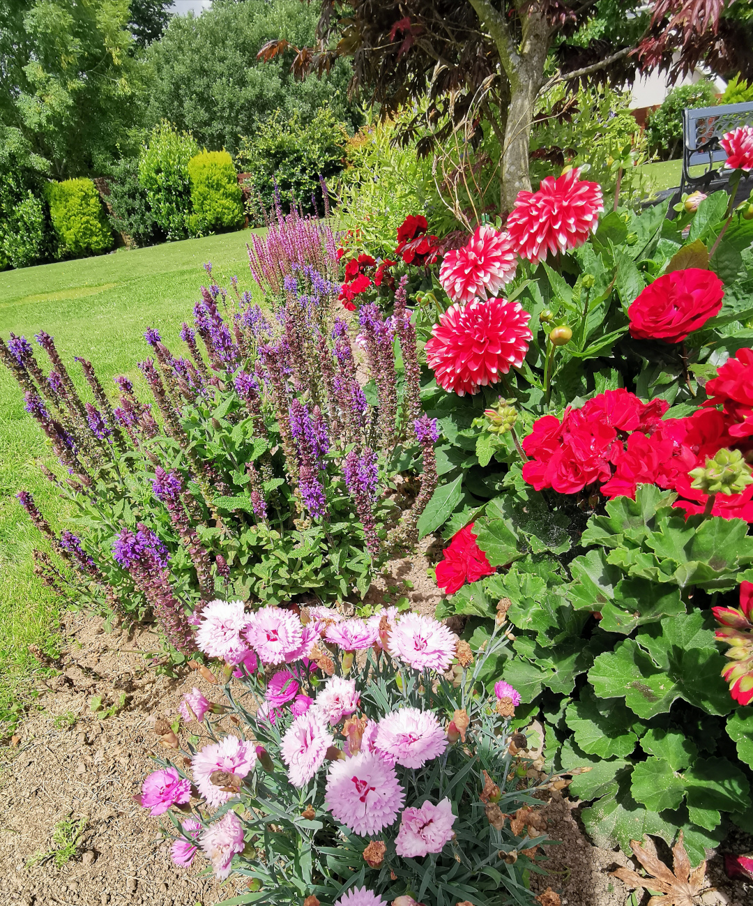 red-and-white dahlia