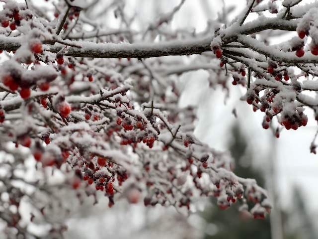 berry-laden branch