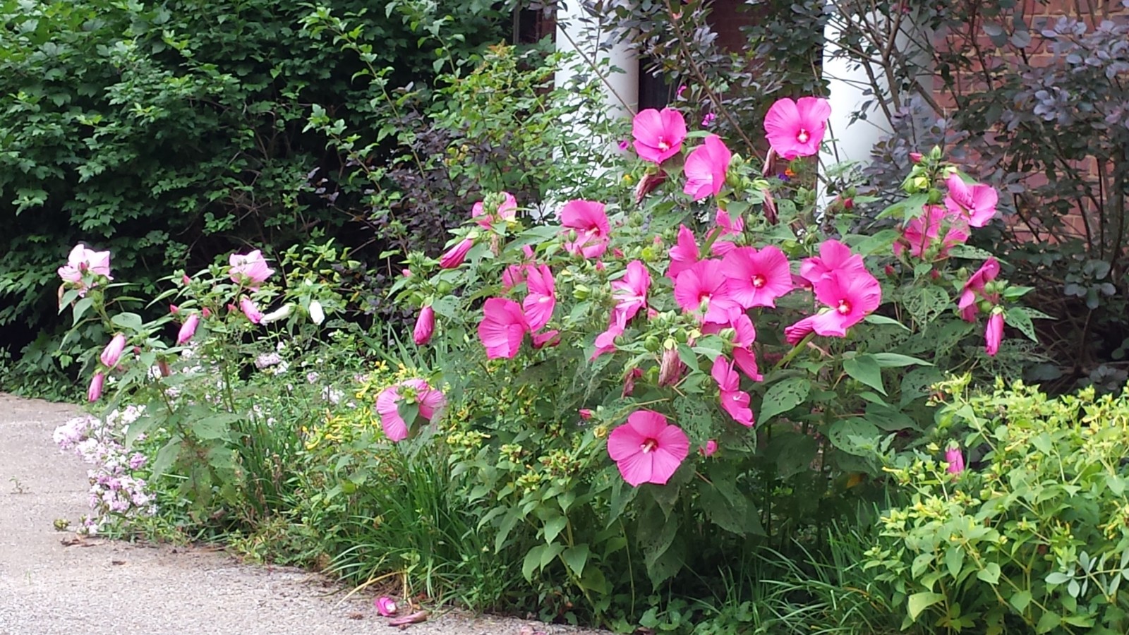 hardy pink hibiscus