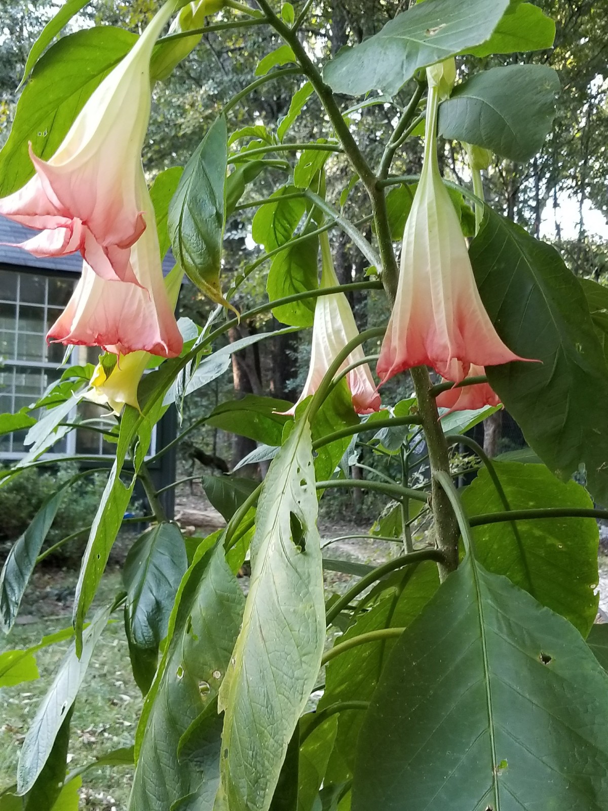 angel’s trumpet