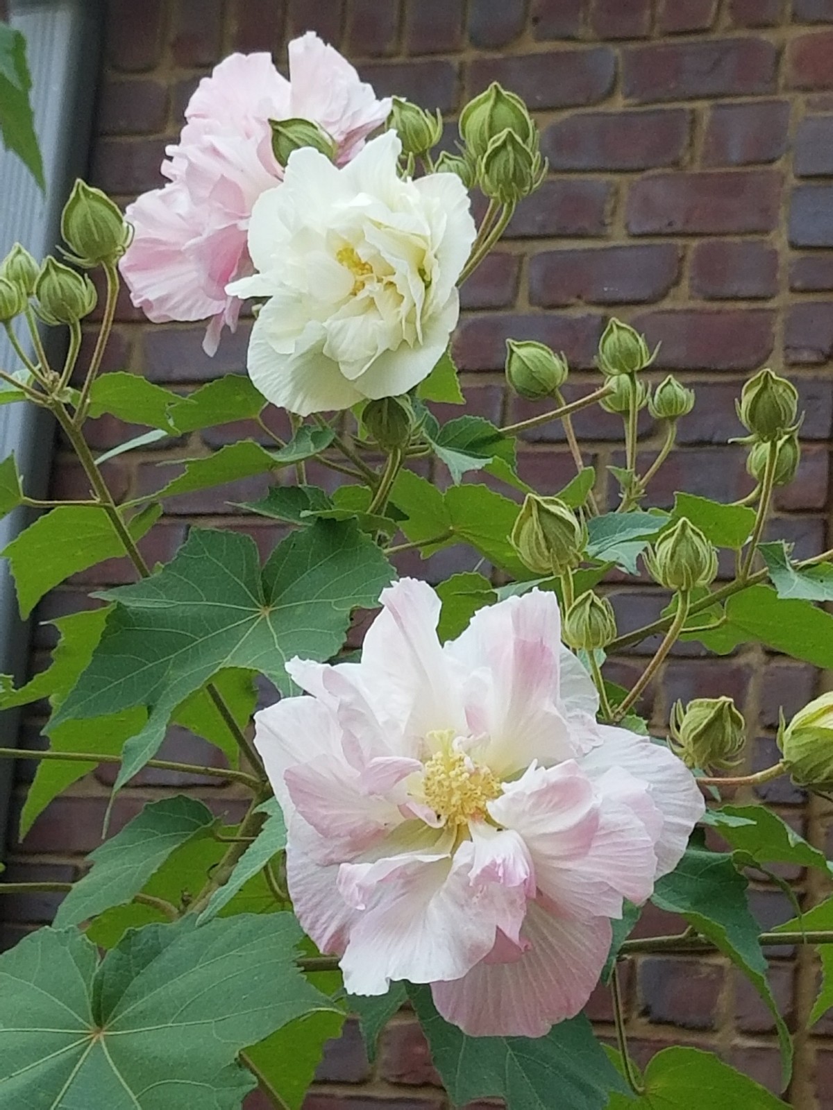 Hibiscus mutabilis