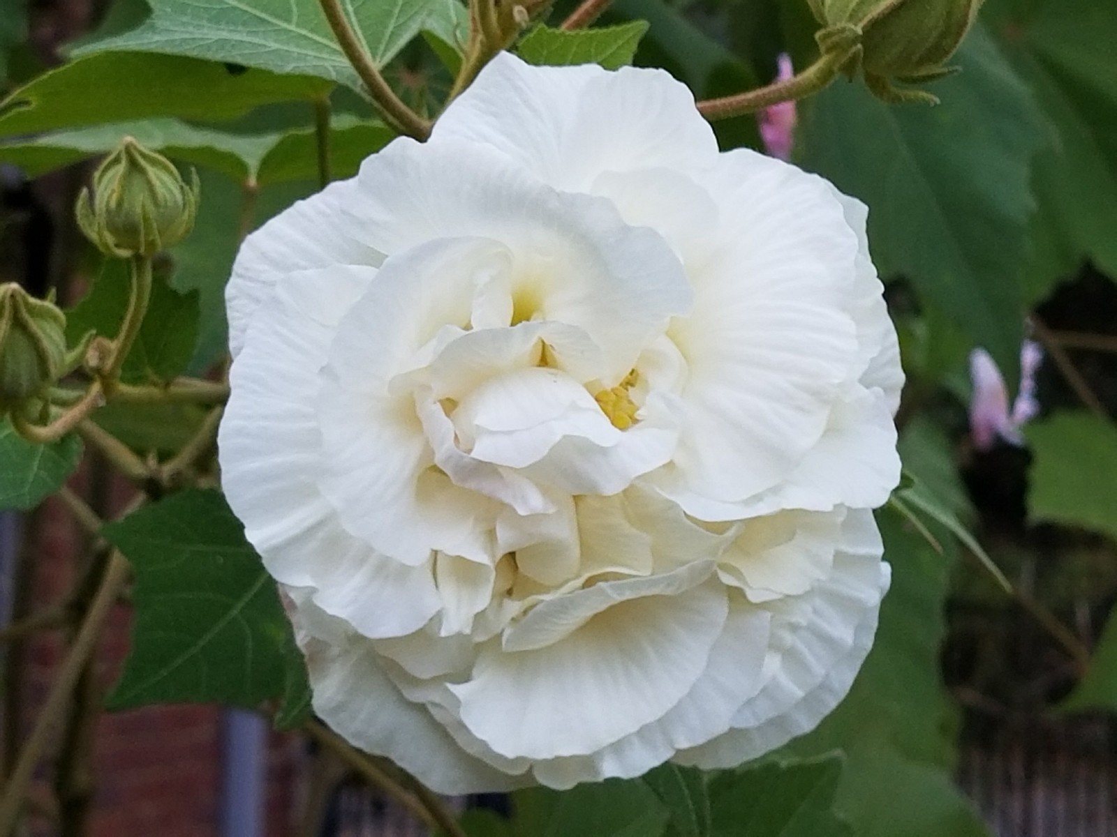 cotton rose