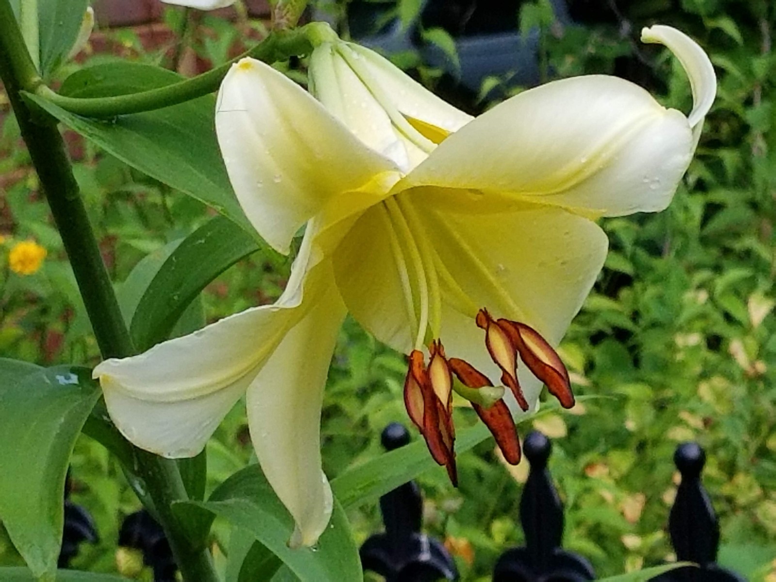 hybrid lily