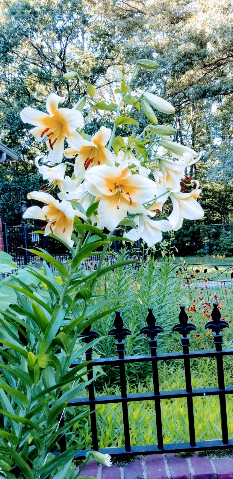 lilies in full bloom