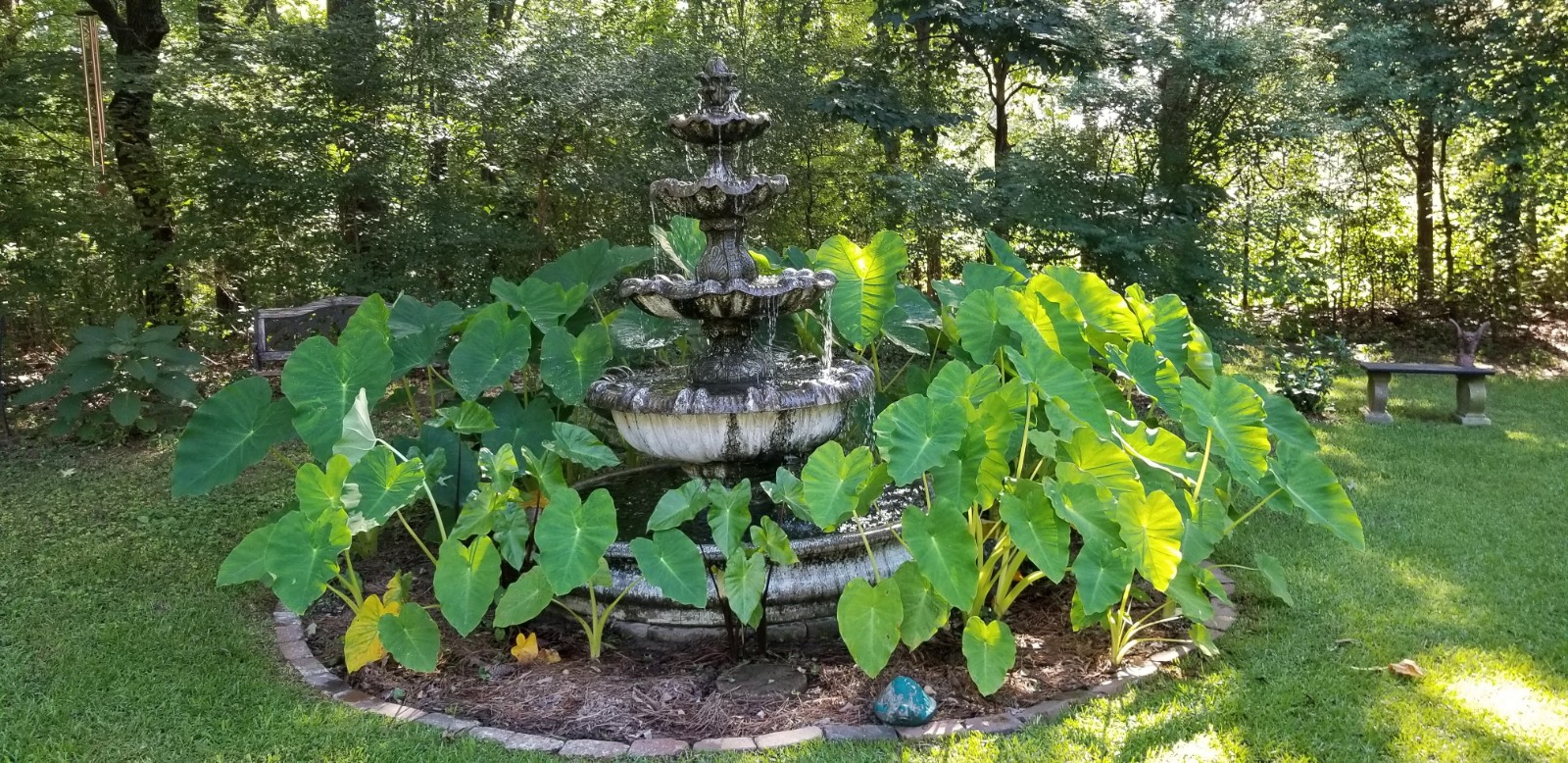 elephant ears