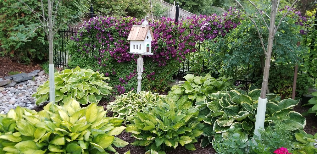 purple clematis