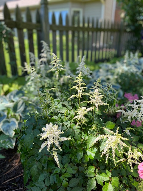 Astilbe