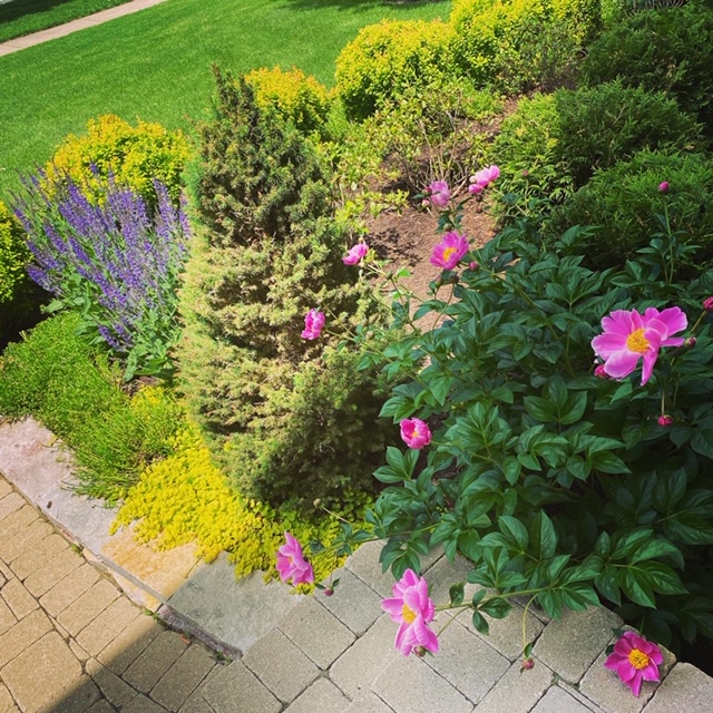 front garden