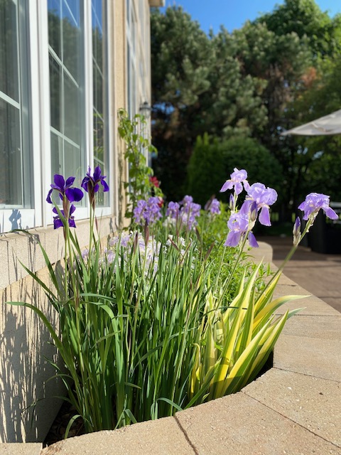 Irises in bloom