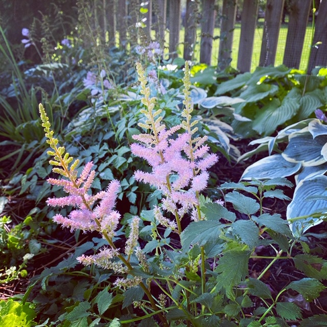 Closeup of astilbe