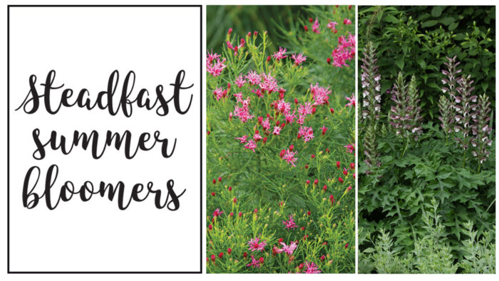 3 Steadfast Summer Bloomers