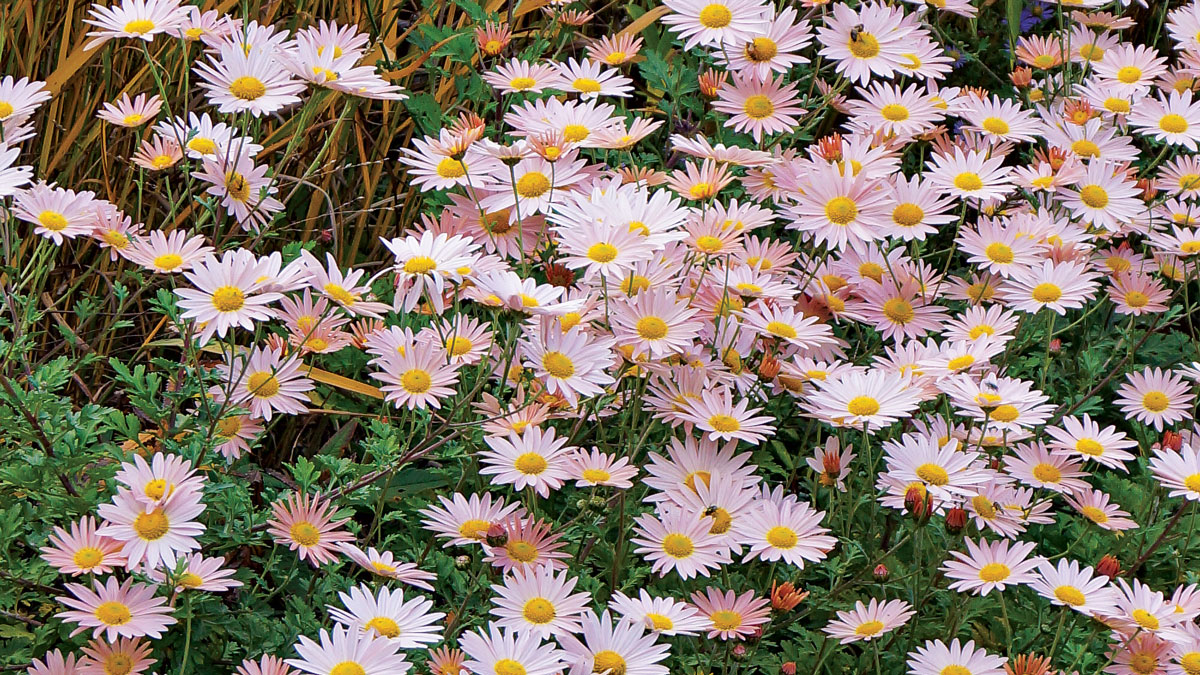 ‘Sheffield’ chrysanthemum