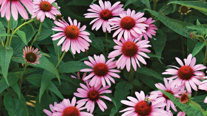 Echinacea-Magnus