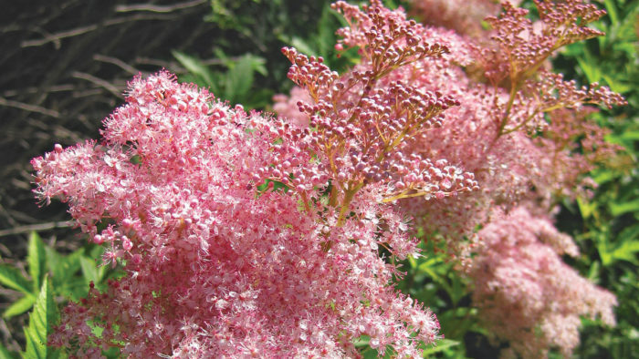 Filipendula-rubra-Venusta