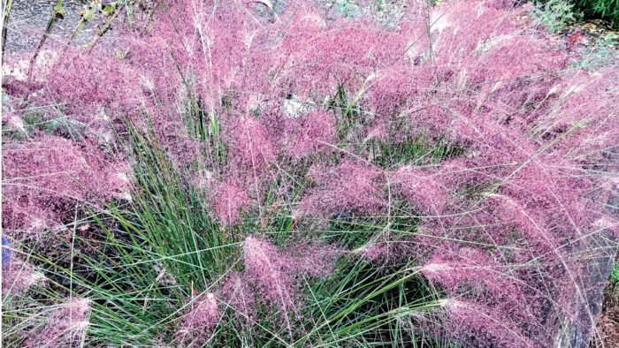 Muhlenbergia