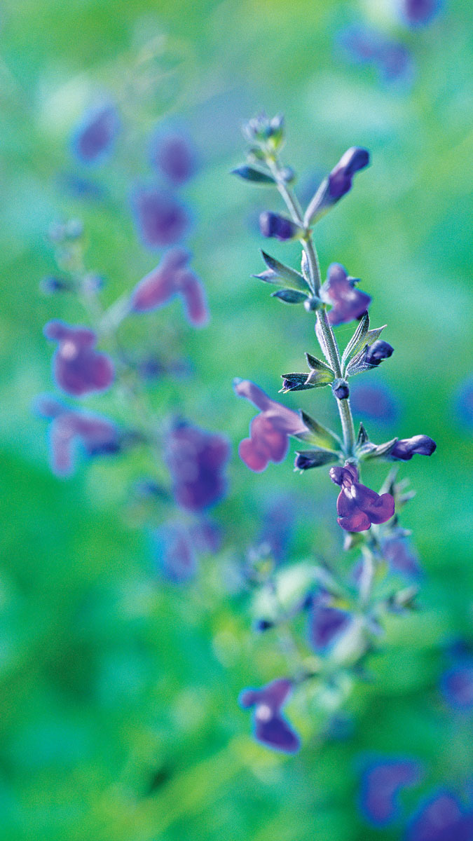 ‘ULTRA VIOLET’ SALVIA