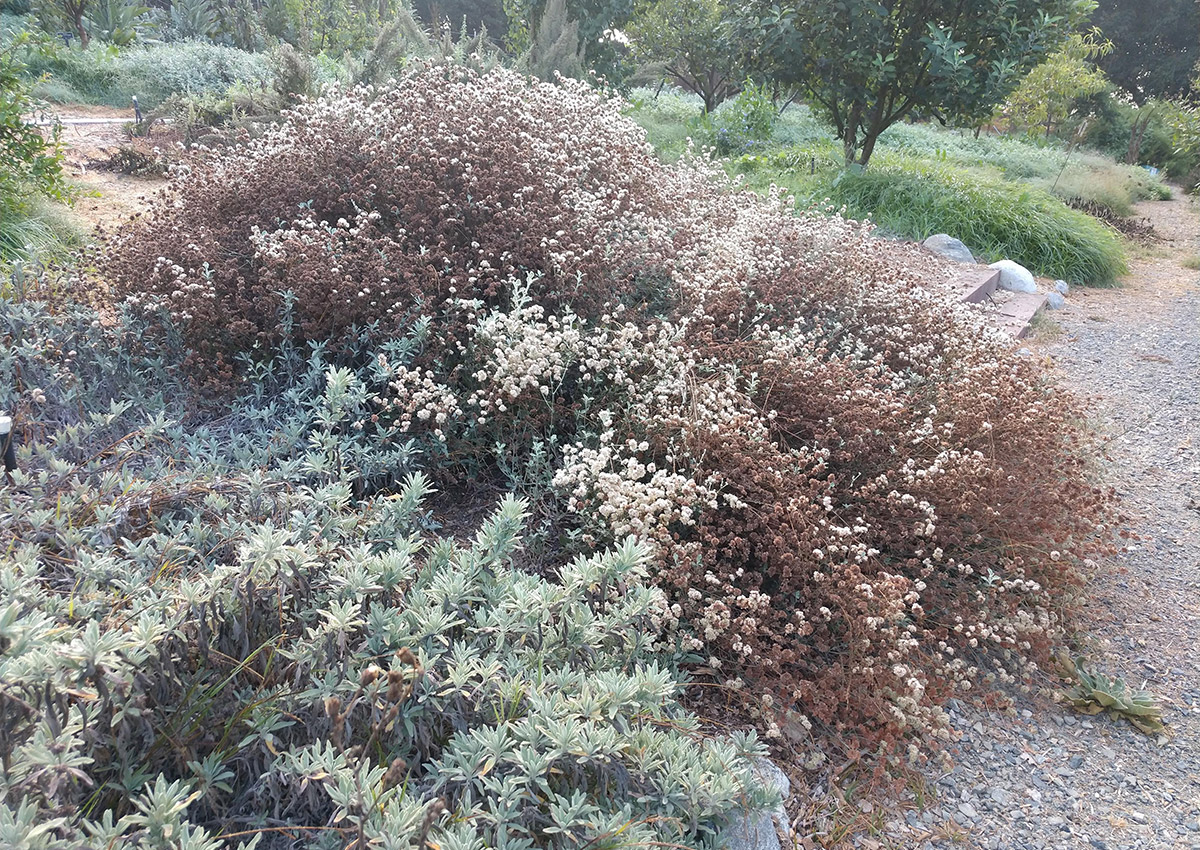 Steep slope covered with Sedum for erosion resistance - Sempergreen