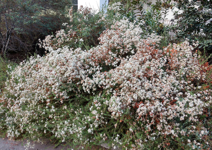 California buckwheat