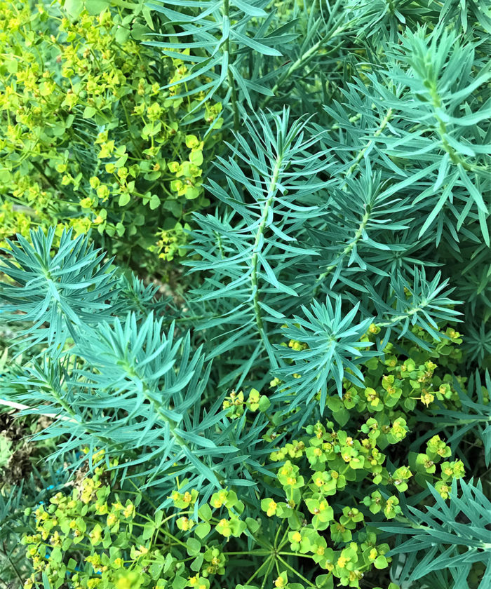 Dean’s Hybrid spurge