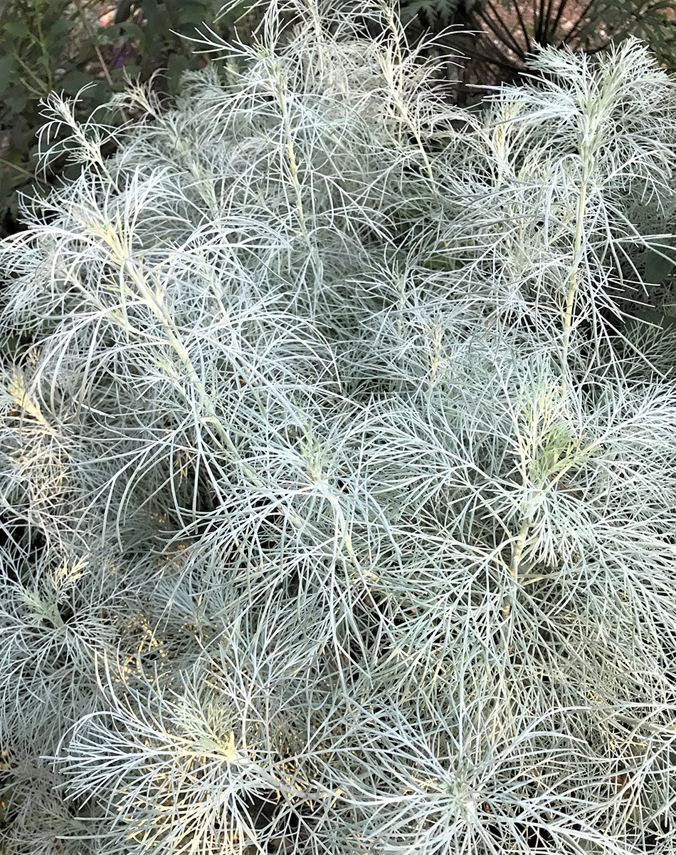 Makana silver wormwood